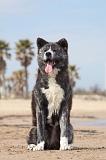 AKITA INU 170